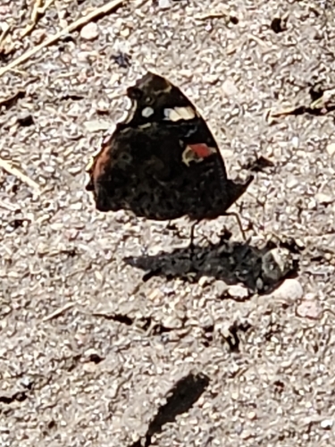 Red Admiral