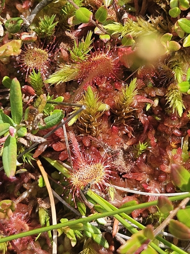 round-leaved sundew