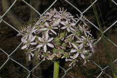 Allium nigrum