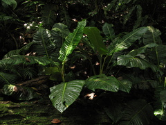 Spathiphyllum