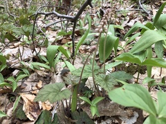 Tiarella stolonifera