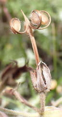 (c) Nicola van Berkel, some rights reserved (CC BY-SA) Geranium robustum, photograph (c) Nicola van Berkel, some rights reserved (CC BY-SA)