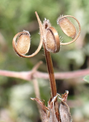 Geranium robustum