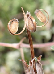 Geranium robustum