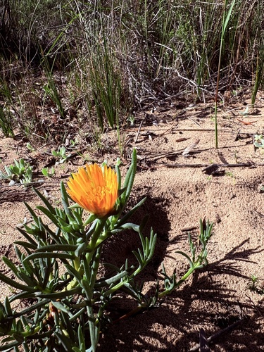 Lampranthus fergusoniae, photograph 4