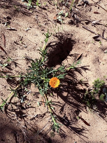 Lampranthus fergusoniae, photograph 5