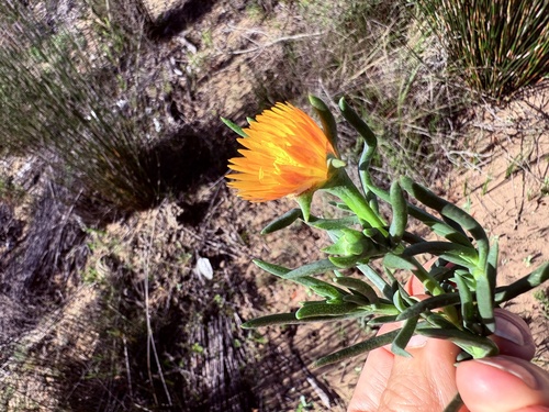 Lampranthus fergusoniae, photograph 6