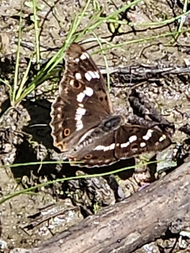 Lesser Purple Emperor