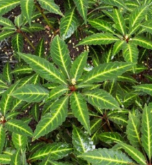 Impatiens omeiana