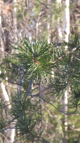 Pinus banksiana image