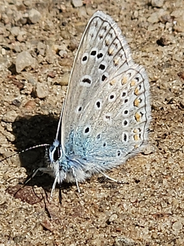 Common Blue