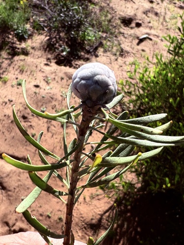 Leucadendron galpinii, photograph 1