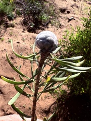 Leucadendron galpinii