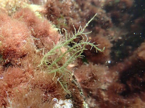 Hypnea musciformis observed 2026-07-29