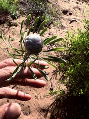 Leucadendron galpinii, photograph (c) Christina, some rights reserved (CC BY)