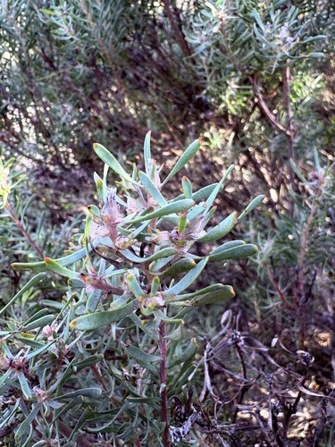 Leucadendron galpinii, photograph 3