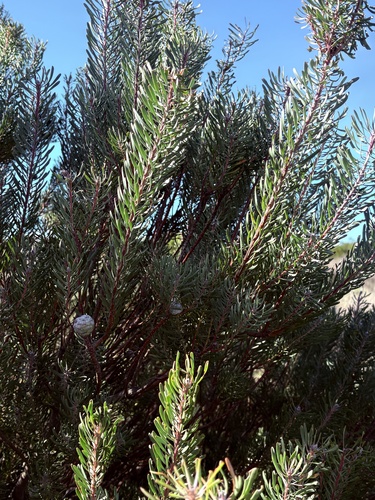 Leucadendron galpinii, photograph 4
