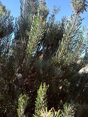Leucadendron galpinii, photograph (c) Christina, some rights reserved (CC BY)