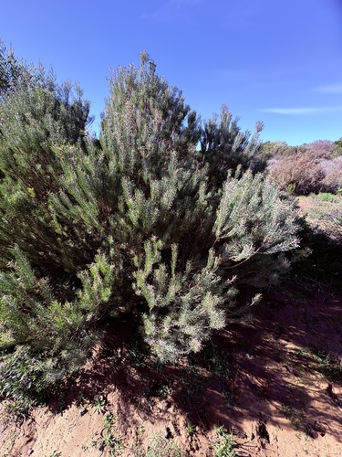 Leucadendron galpinii, photograph 5