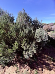 Leucadendron galpinii, photograph (c) Christina, some rights reserved (CC BY)