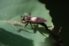 Pamponerus germanicus