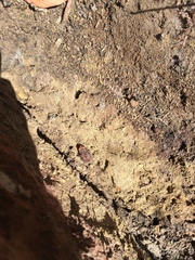 Pseudophryne australis