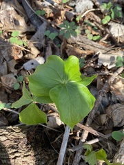 Trillium