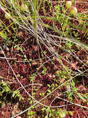 round-leaved sundew