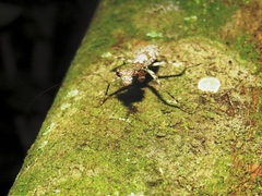 Fuga grimaldii