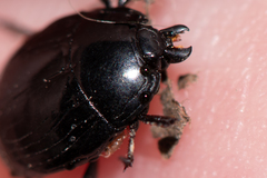 Margarinotus striola