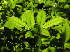 Tabernaemontana grandiflora