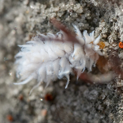 Scymninae