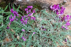 Astragalus zionis
