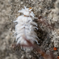 Scymninae