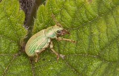 Phyllobius virideaeris