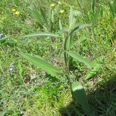 Echinacea pallida