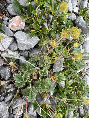 Potentilla nivea, photograph 1