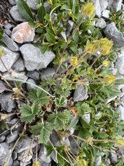 Potentilla nivea