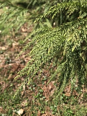 Cryptomeria