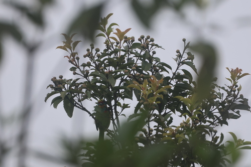 Psilopogon oorti observed 2026-07-27