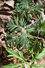 Dicentra canadensis