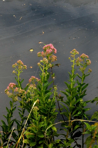 Hylotelephium telephium