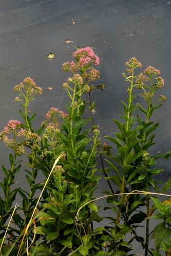 Hylotelephium telephium