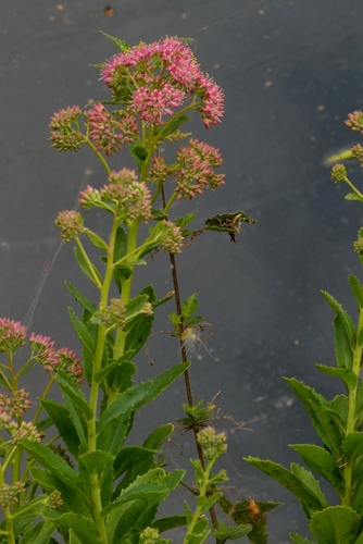 Hylotelephium telephium