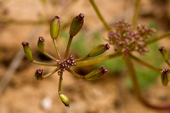 Lomatium grayi