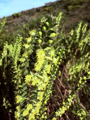 Struthiola argentea, photograph (c) Christina, some rights reserved (CC BY)