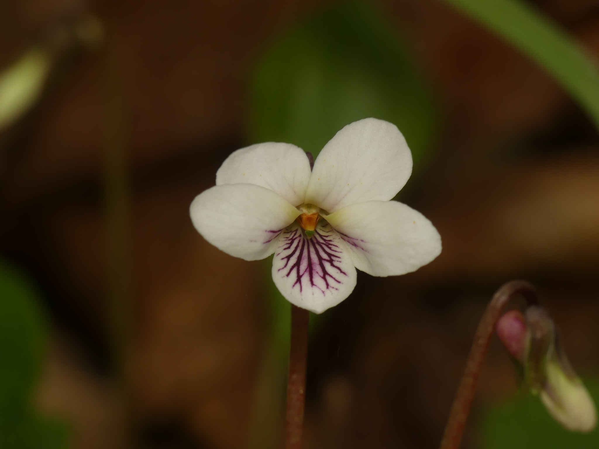 Viola blanda
