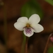 Viola blanda - Photo (c) Shaun Pogacnik, algunos derechos reservados (CC BY-NC), subido por Shaun Pogacnik