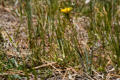 Agoseris parviflora
