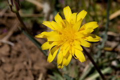 Agoseris parviflora